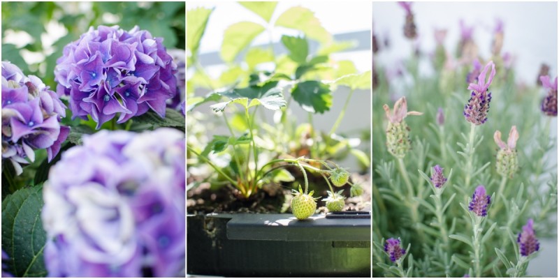 Blumen